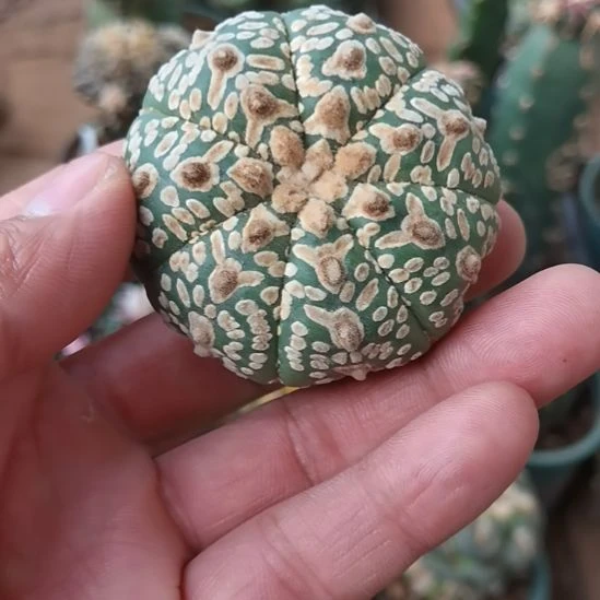 V兜无根仙人球开花