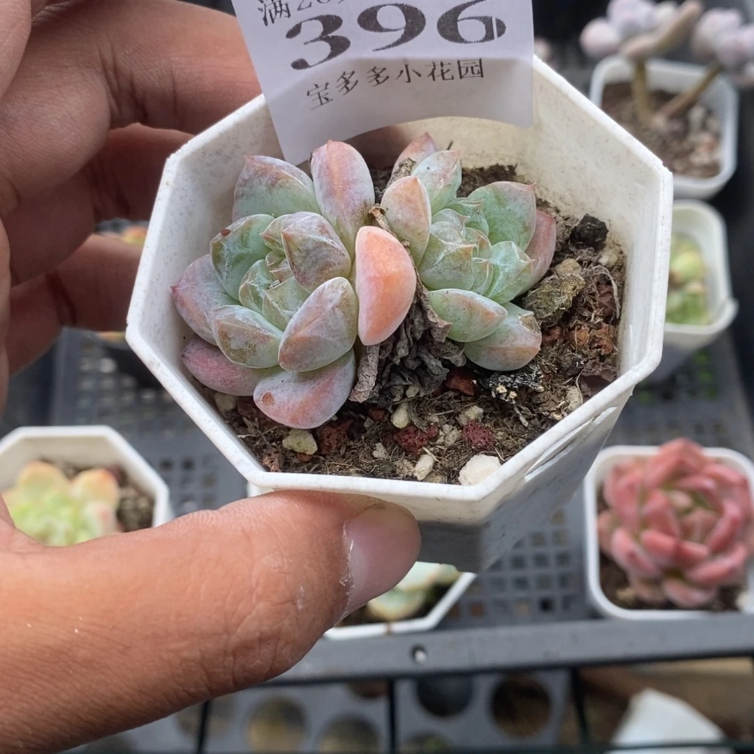 双头刚毅一物一拍满20包邮满26送一颗精品多肉
