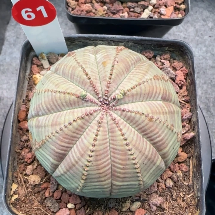 61号（欧系布纹八年老球）实生带盆（尺寸直径）-（ 6.8 ）厘米