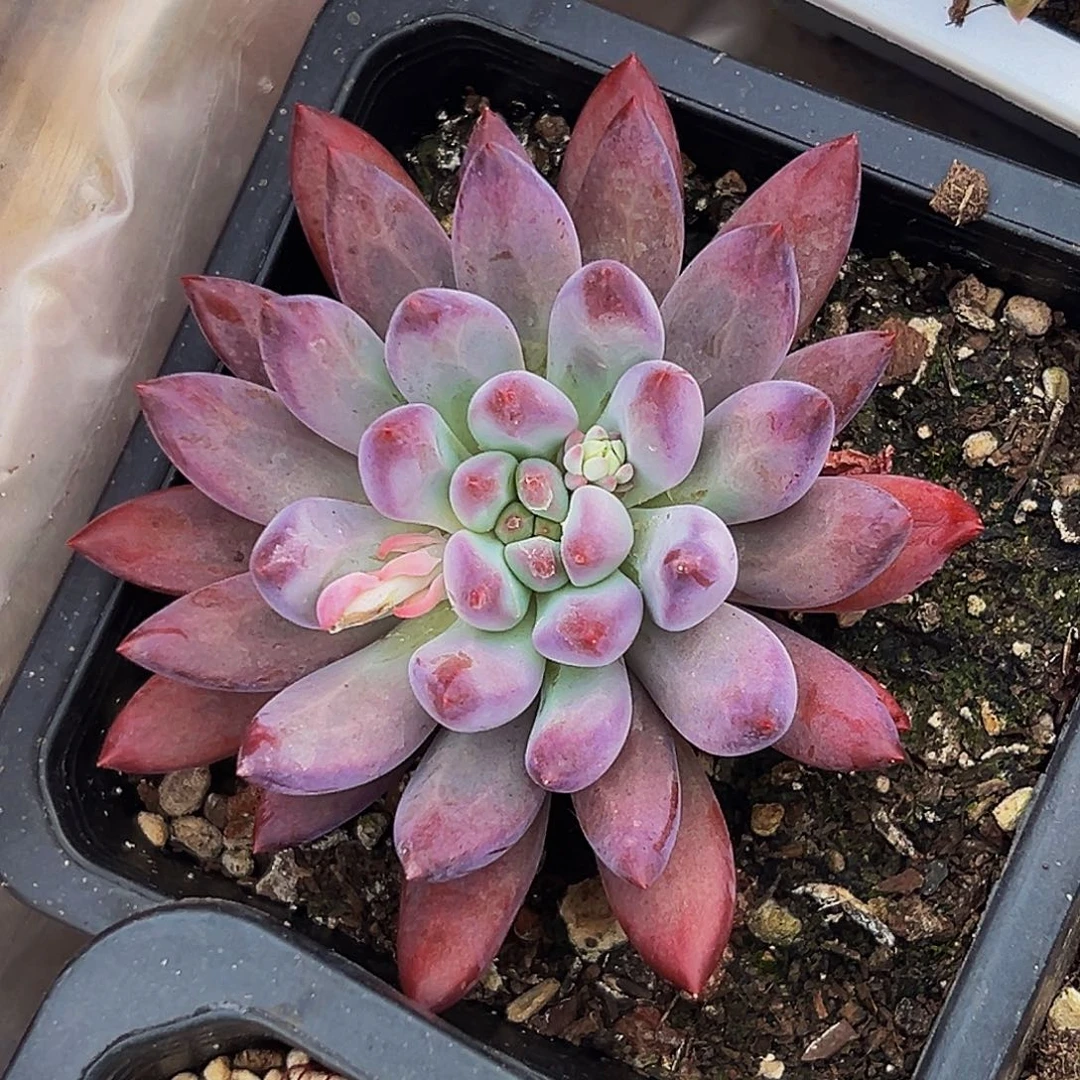 桔云多肉美人精品系列