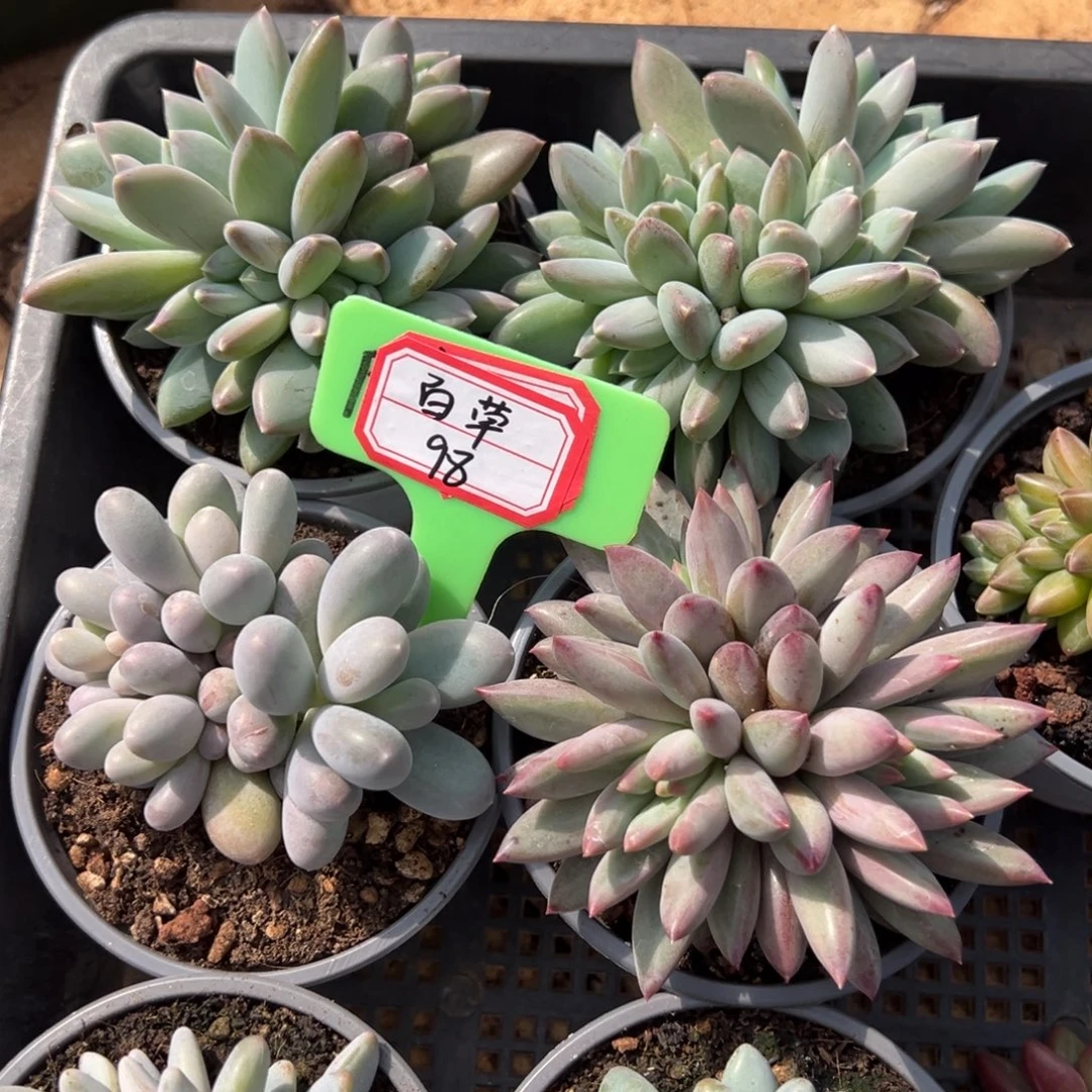 百***堂百草98。