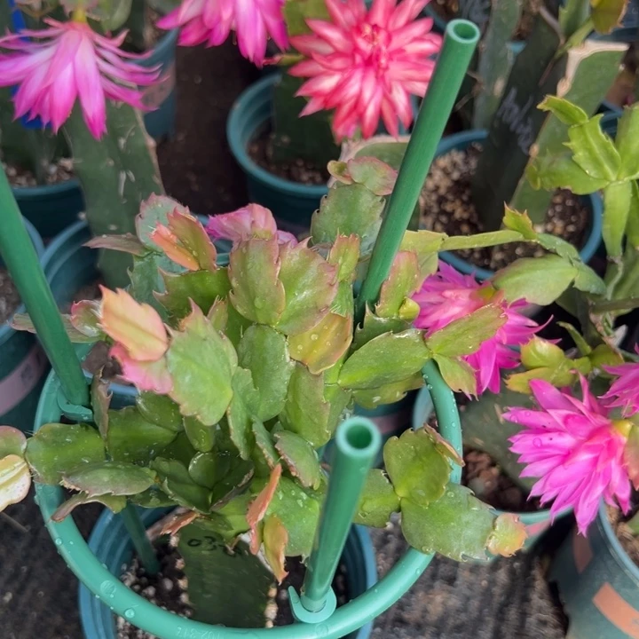 霖***️9号038粉色花朵0000000