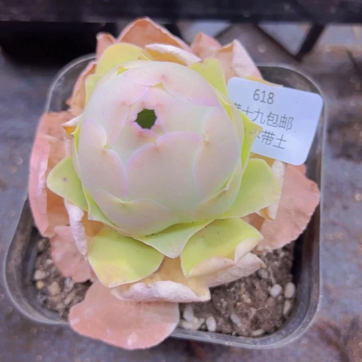 618 裸根不带土发货不包损