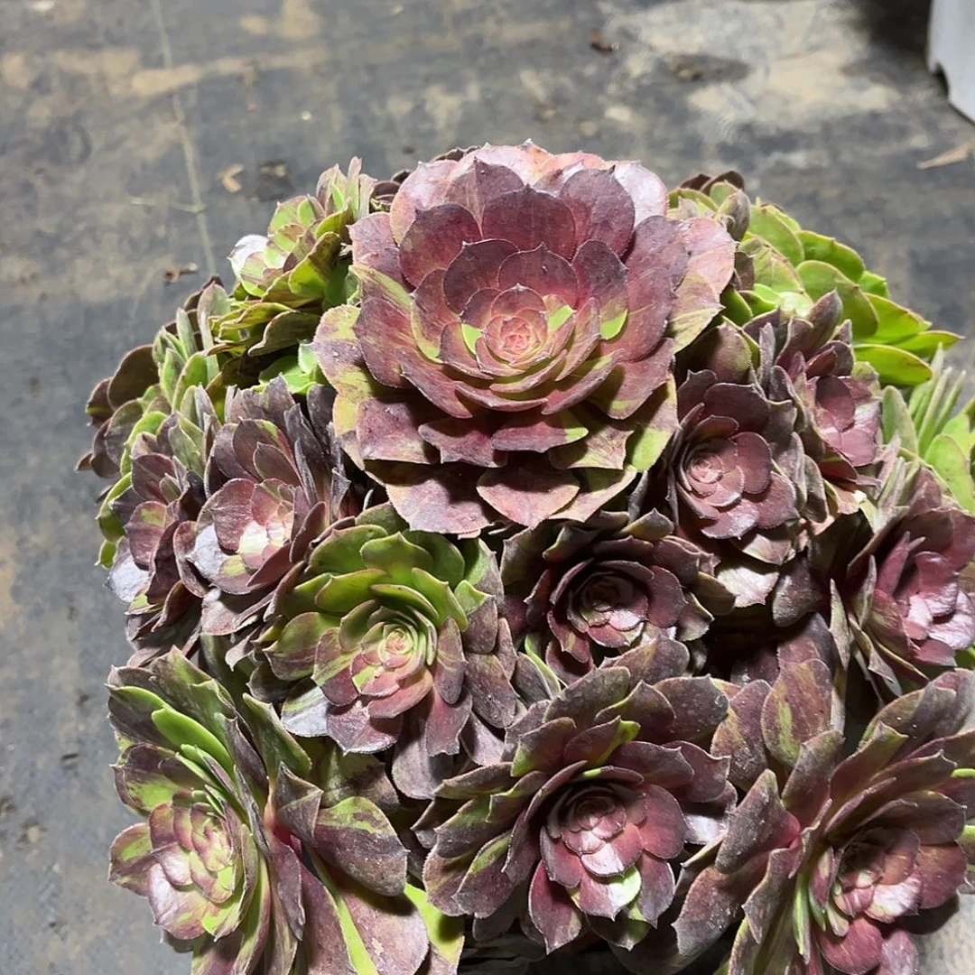 花月夜法师多肉植物漂亮