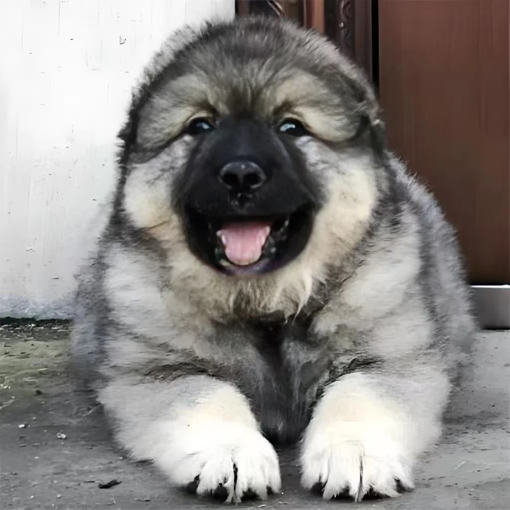 高加索犬 主人的 守护者