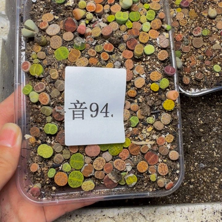 刘***文多肉植物的生长发育94