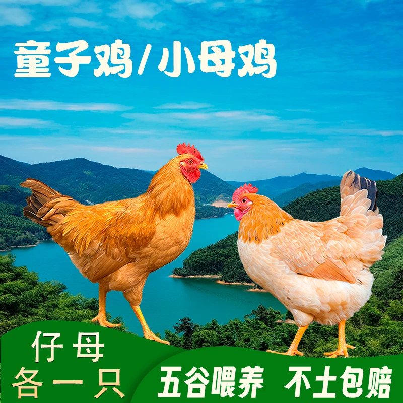 一只小公鸡一只小母鸡 高山散养 京东/顺丰包邮