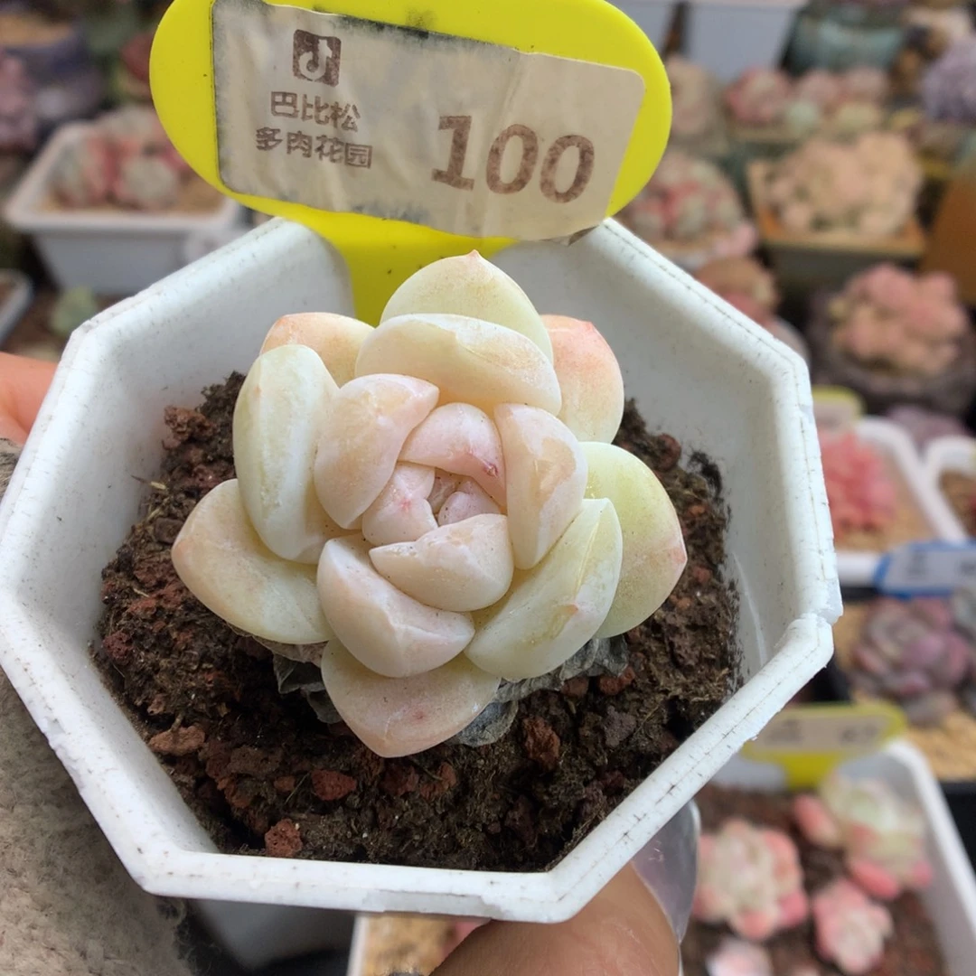 100粉白冰玉多肉植物