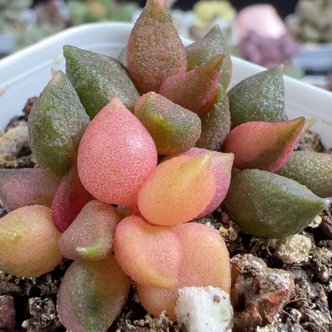 无花朵小辣椒锦多头纯木质的桩