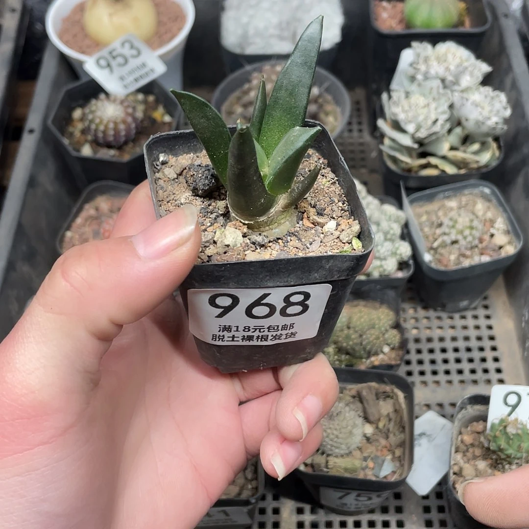 968岩牡丹（满18包邮）