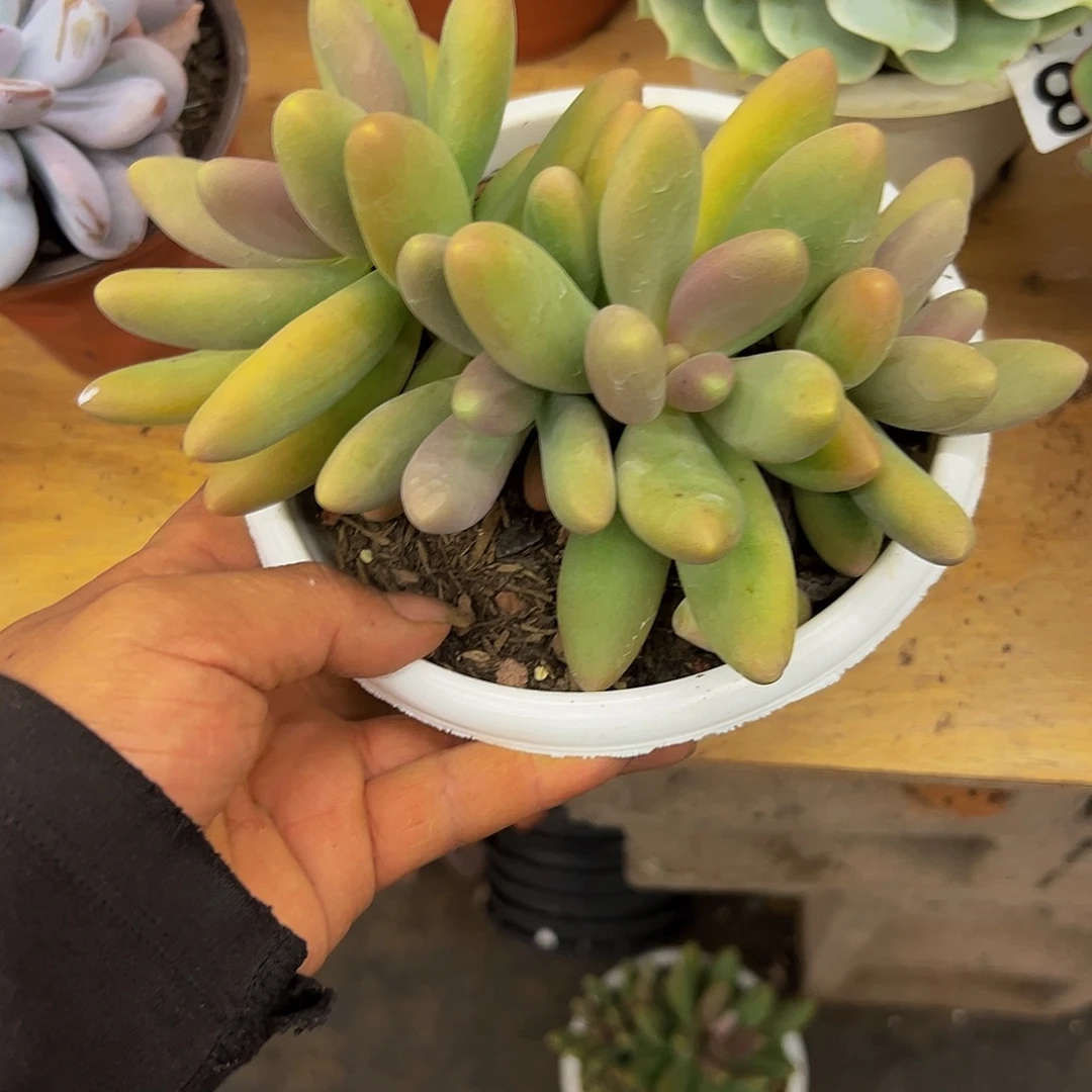 水***@好养活多肉植物糖果