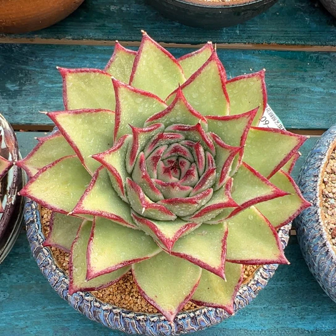 多肉一物一拍0209-83