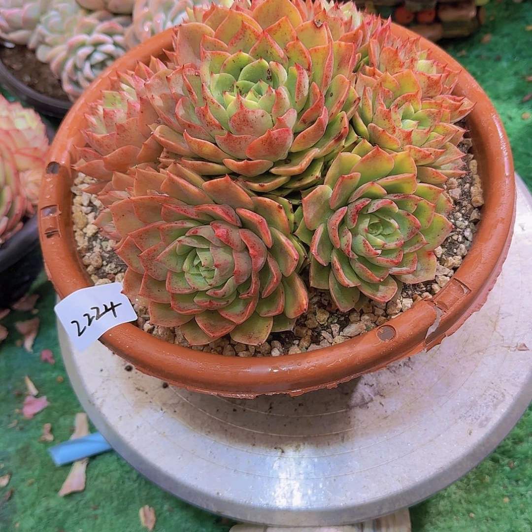 玉*2224贝拉多那多肉