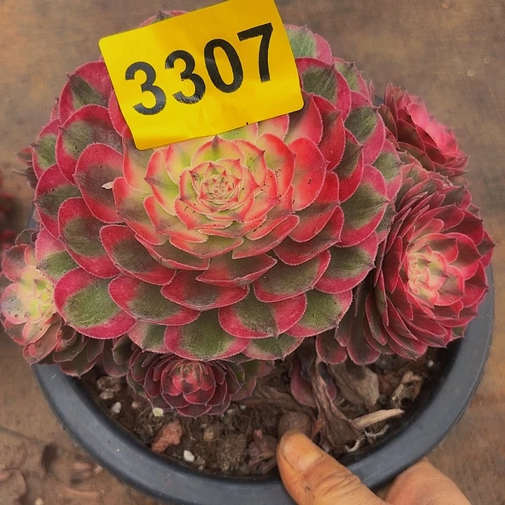 多肉植物福利3307