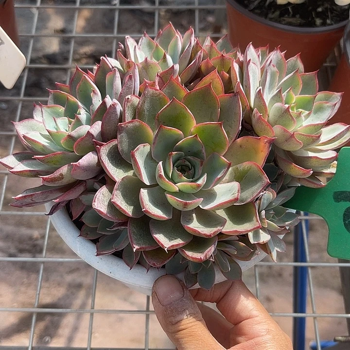 晨语多肉，一物一拍赫拉90