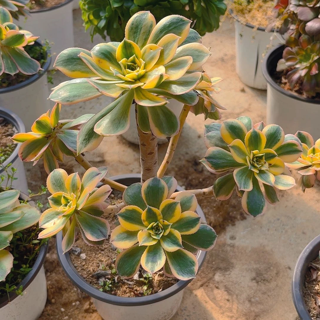 灿烂多肉植物老庄