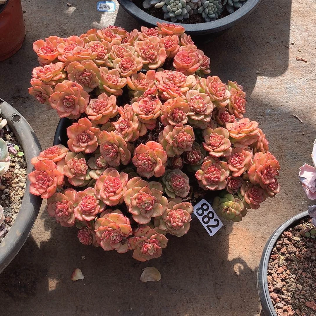 882蜡牡丹 一物一拍多肉