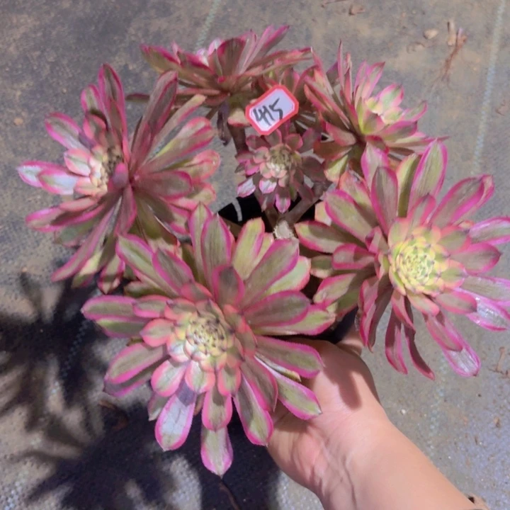 一物一拍粉黛变异丛林朵415