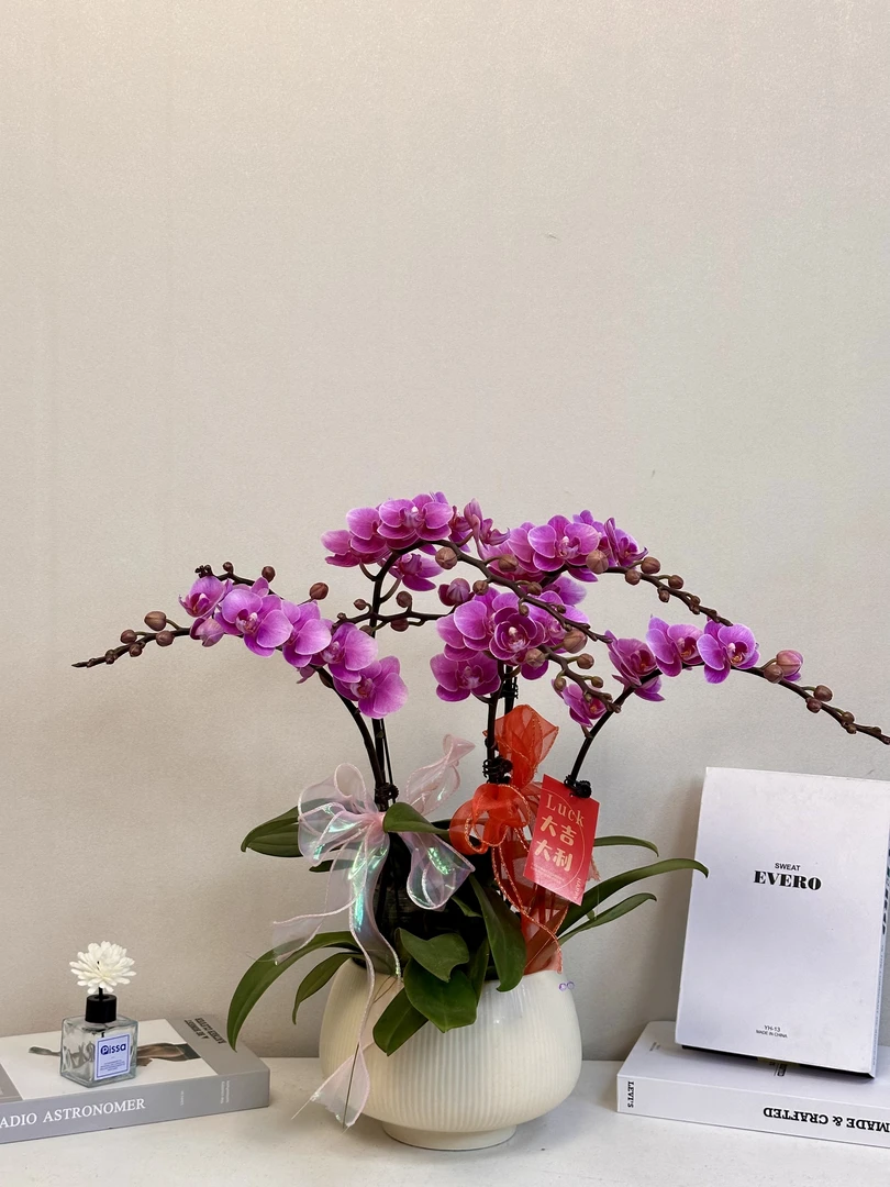蝴蝶兰年宵花【紫霞仙子】真花 秋冬耐寒花卉 四季开花 多样性发货