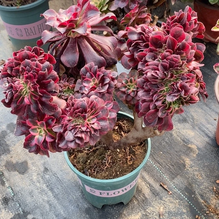 珊瑚绒缀化63多肉植物法师法师法师开示