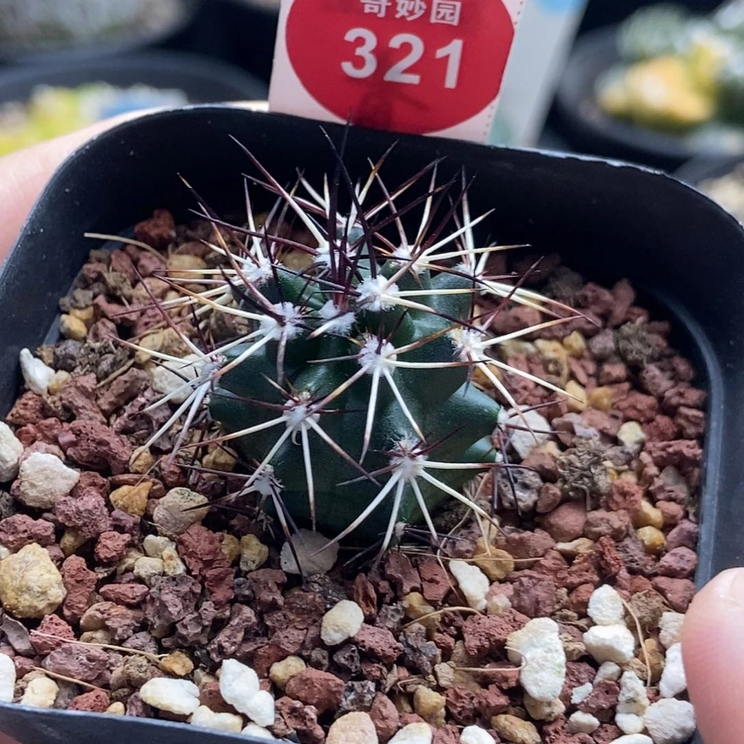 实生达氏青花虾一棵仙人球