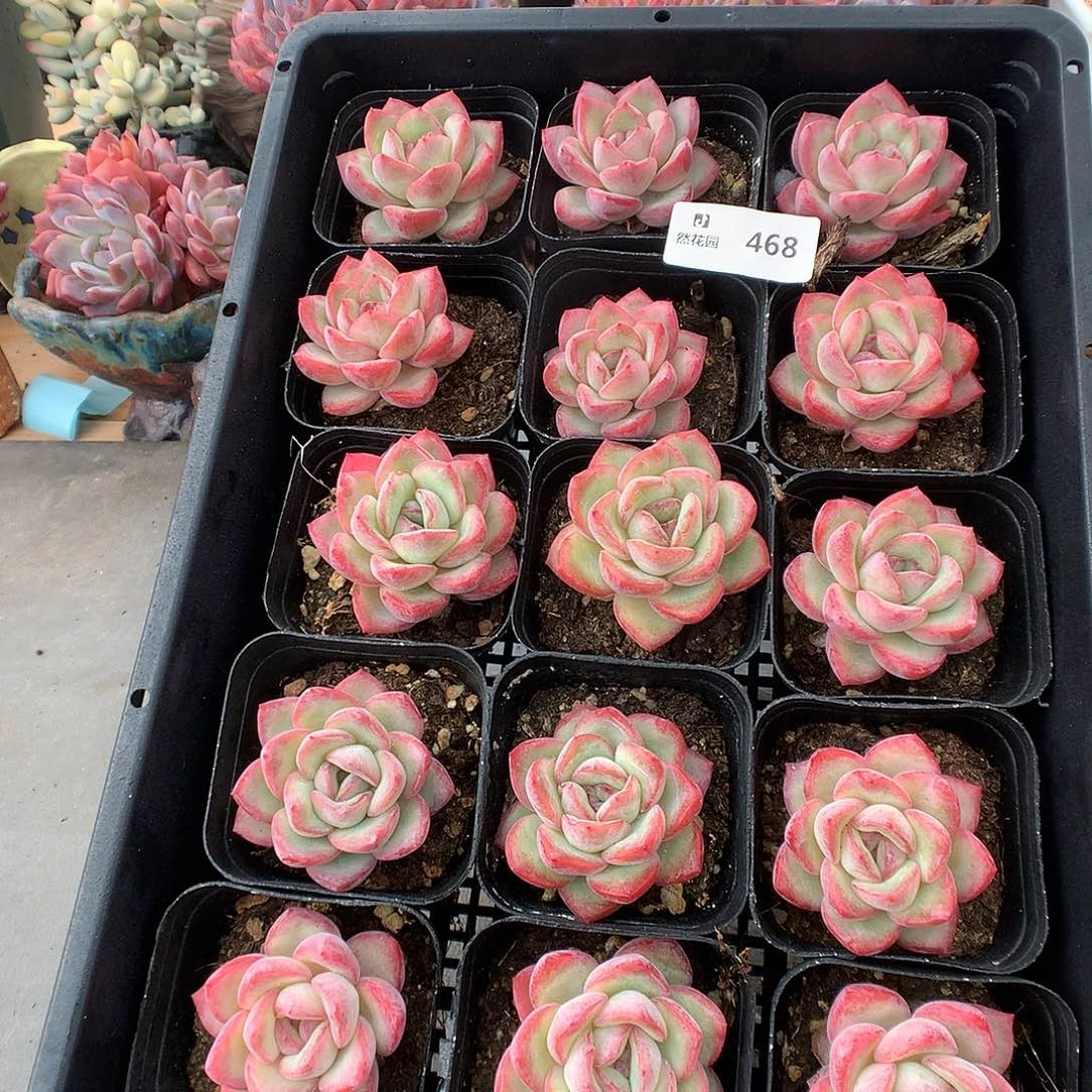 468泡芙多肉植物666666