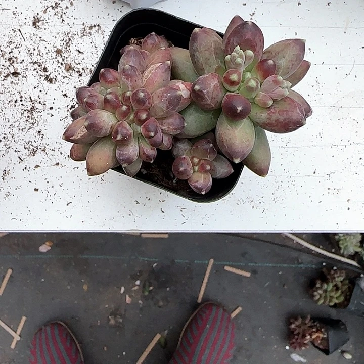 青蛙王子儿童洗发11