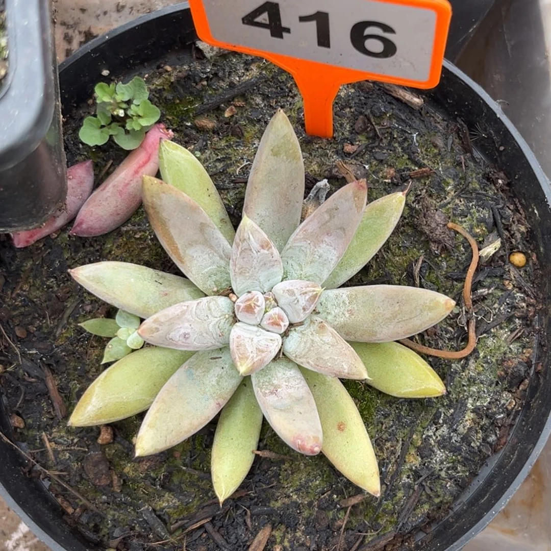 多肉植物魔王个体416