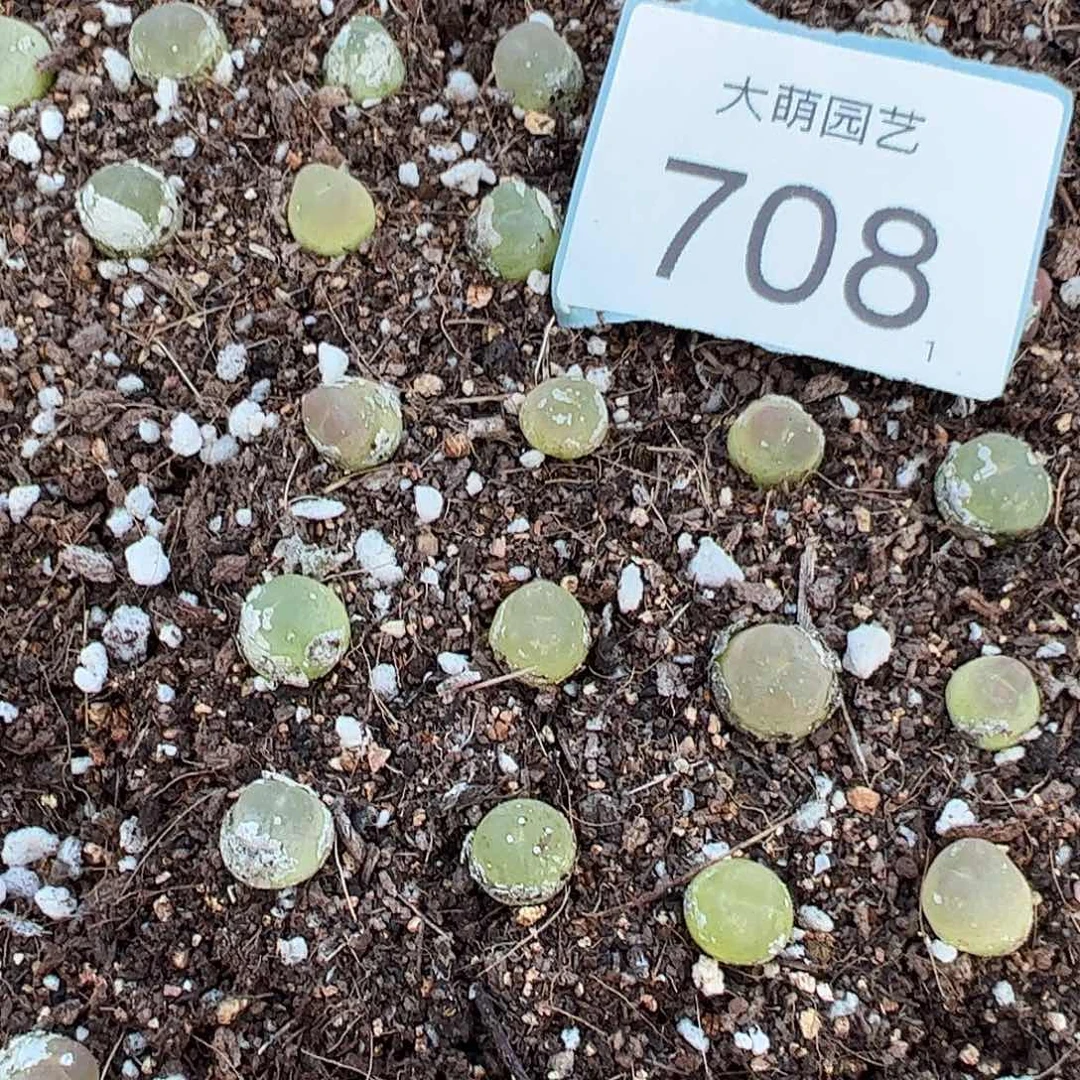 0000708量拍3年拉登1颗尺寸0.8上下默认微瑕。    708