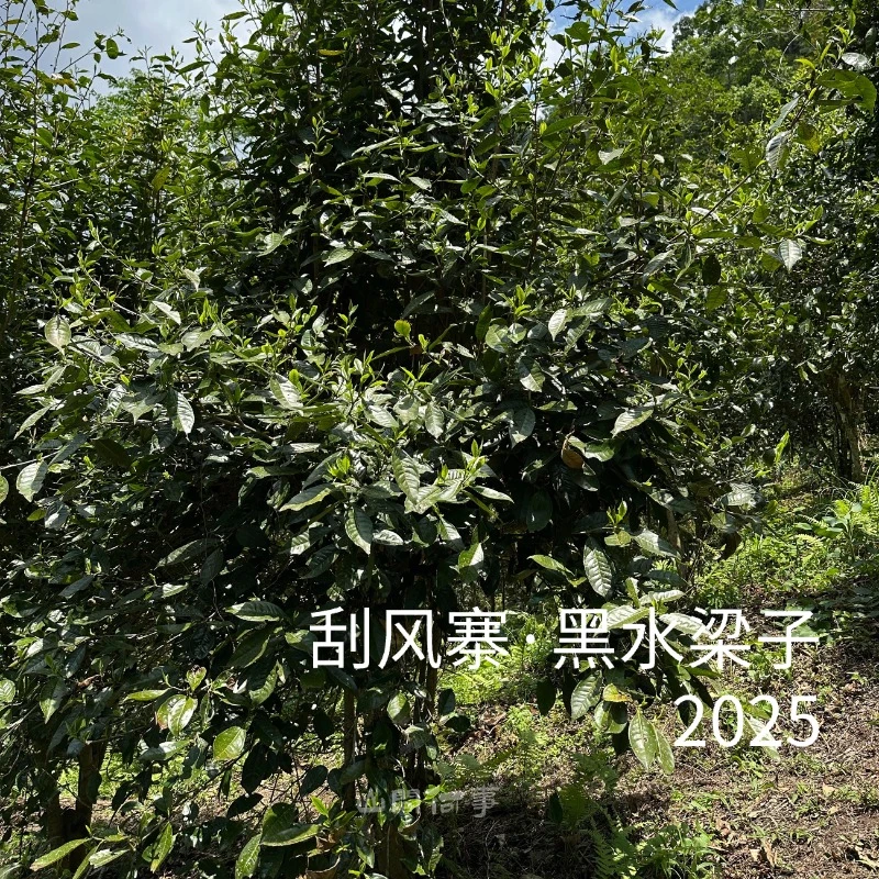 刮风寨黑水梁子大片区乔木2025年春普洱生茶散茶100g/盒