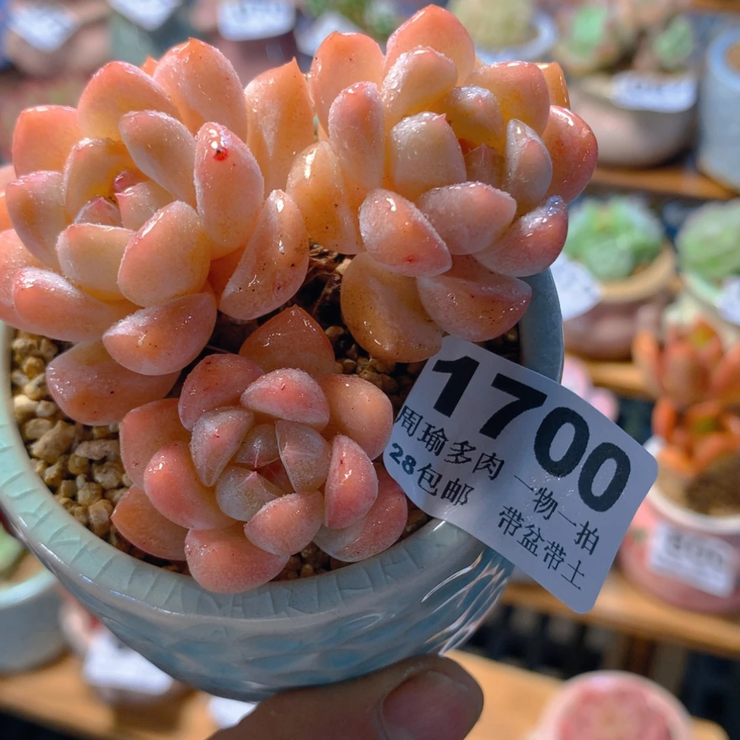5厘米盆精控多肉植物1700