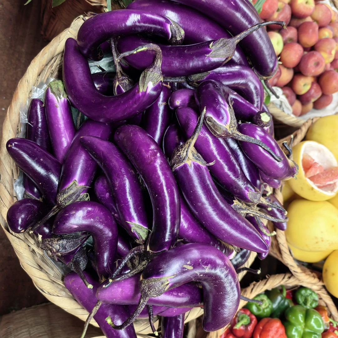 云南高山农户种植嫩紫茄