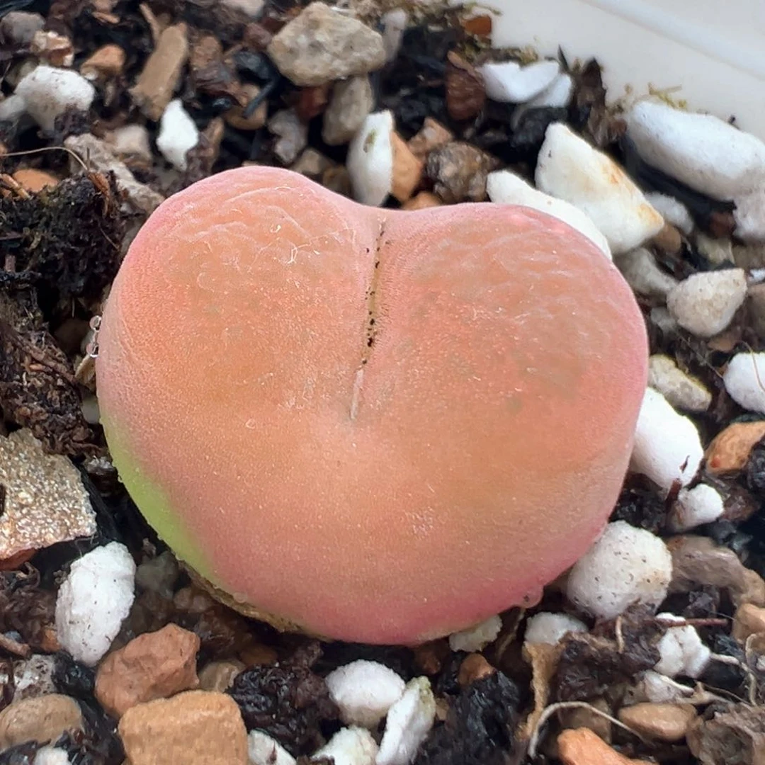 281多肉植物种类