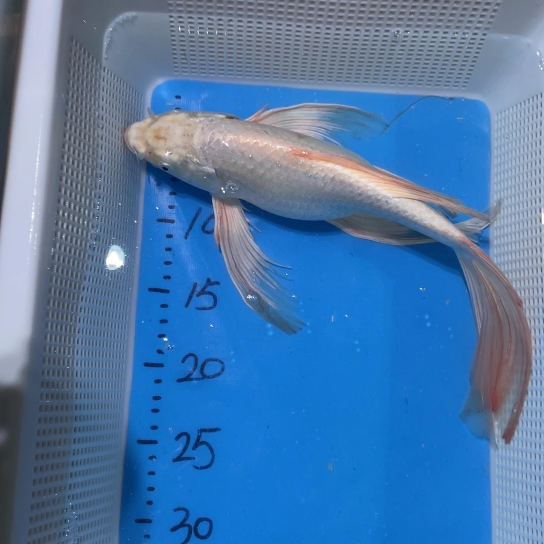 锦鲤锦鲤蝴蝶包邮包邮