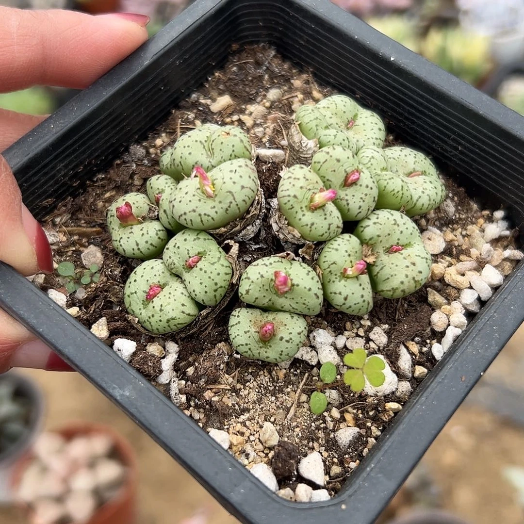 多肉植物安贞福利