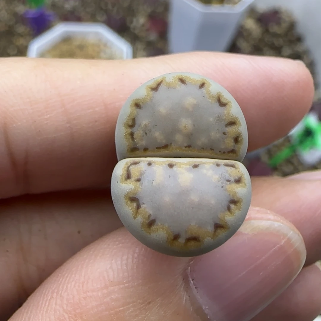 127饼干清框福利30包邮