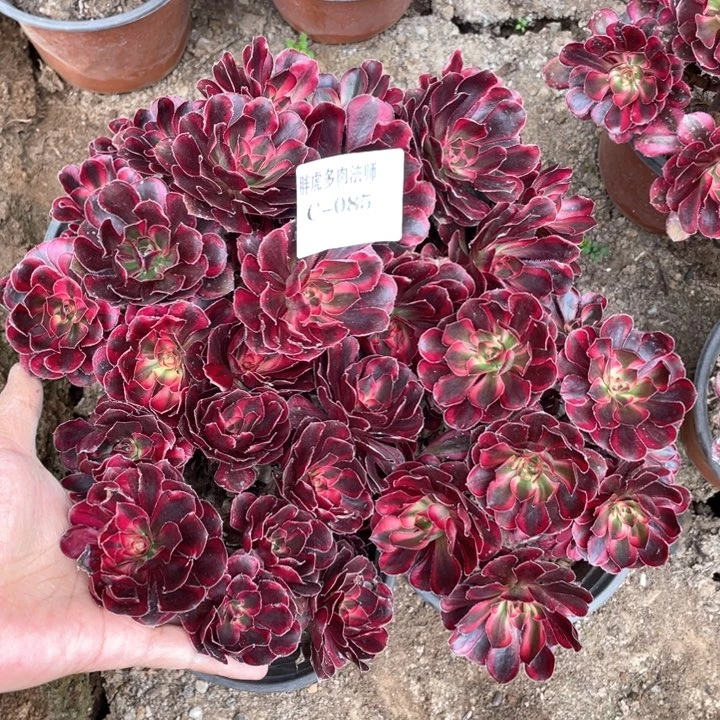 085香奈儿多肉法师丛林4颗