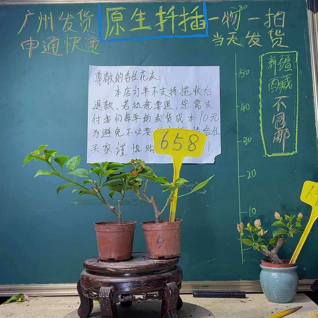 当前无花栽培后可以开花暗斑夕阳红掌中宝 柠檬黄掌中宝 658