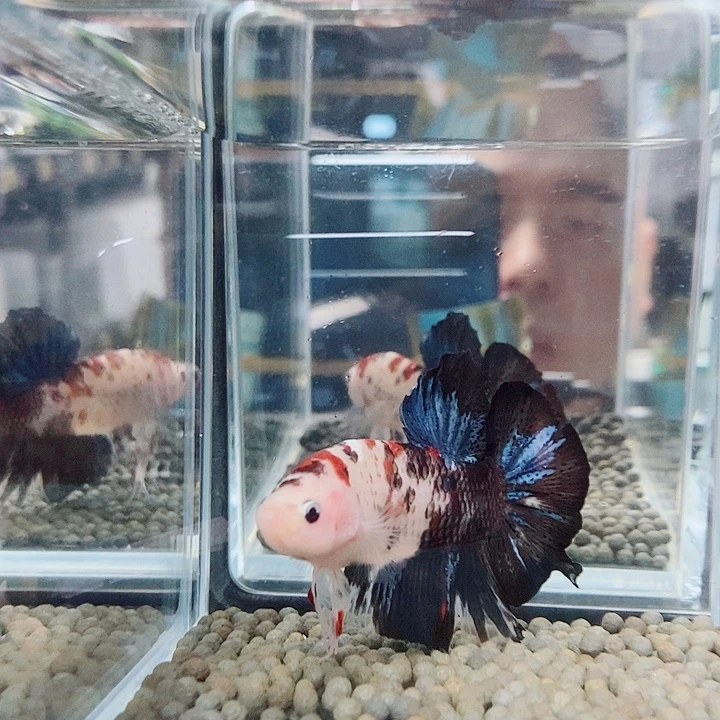 斗鱼蓝80巨斗将军