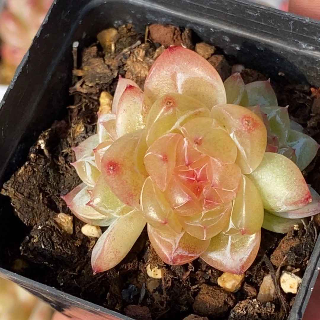 天官赐福百无禁忌