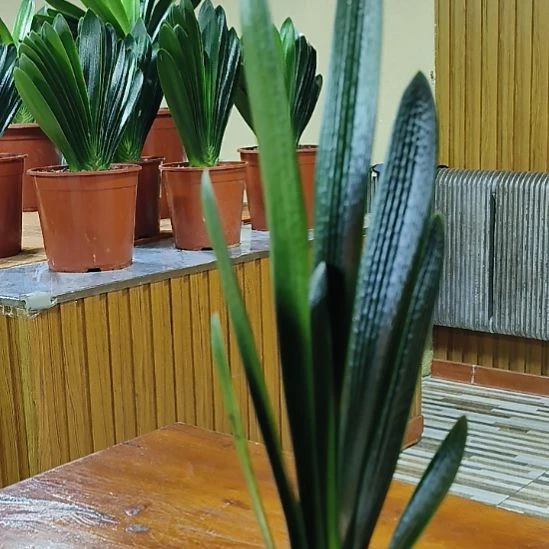 林***林完全开放君子兰300