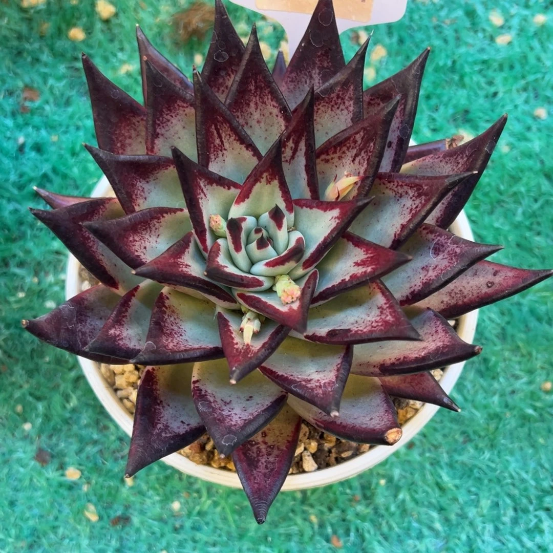 乌木，，，，，，，，，，，，，，，，，