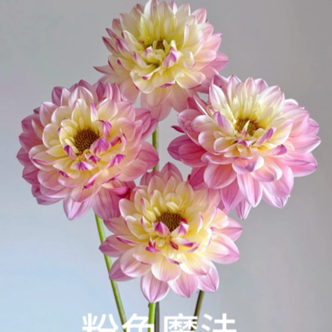 【粉色魔法种球】云南种植基地直发  一单也批发价