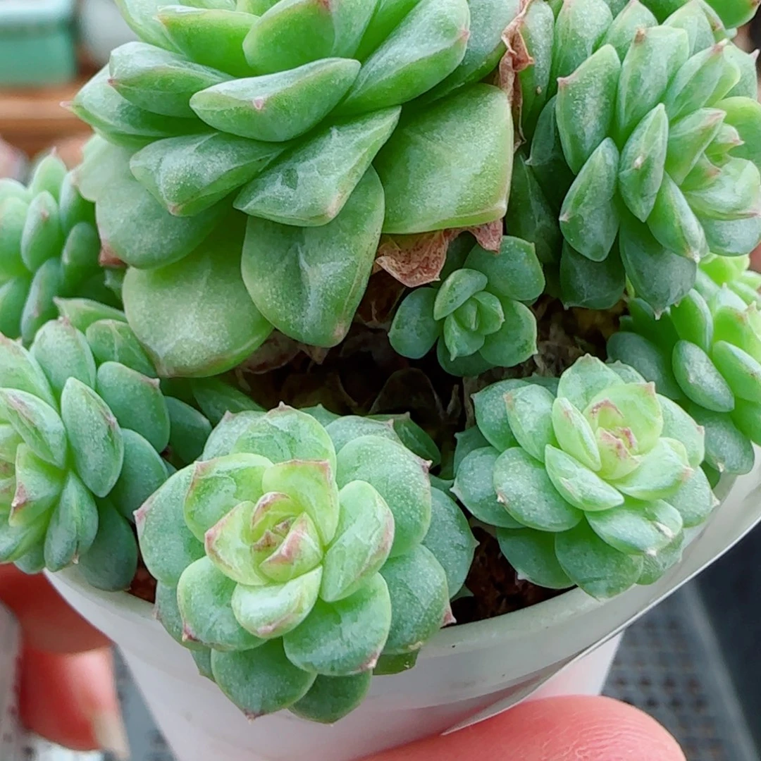 花语逸镜1001-156整