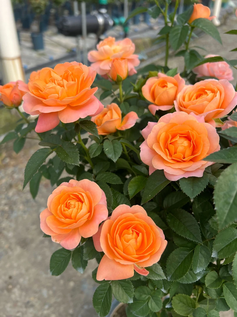 【果汁阳台】1加仑月季棒棒糖 阳台花卉 月月开花 爆花 基地直发