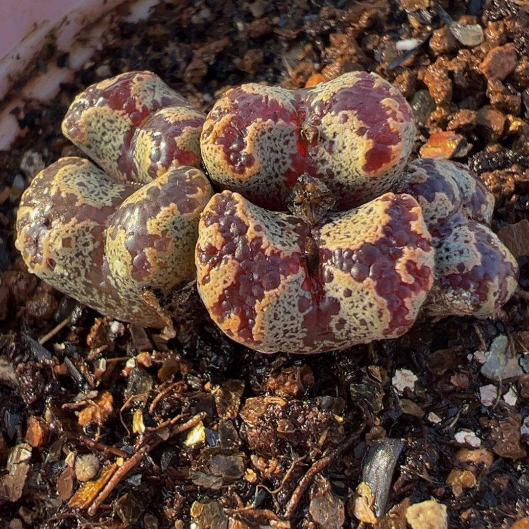 185多肉植物种植物