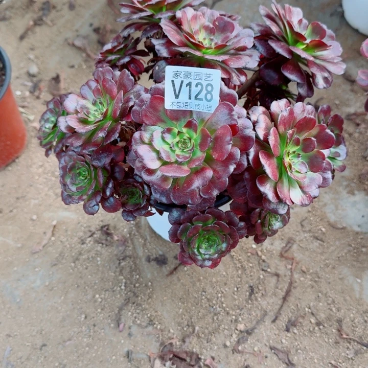 128美姬官服30左右2