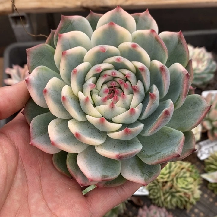 吉娃娃锦多肉植物A2785