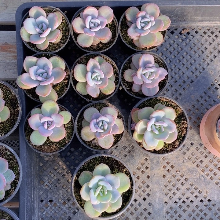 韩版奶茶10颗一组。