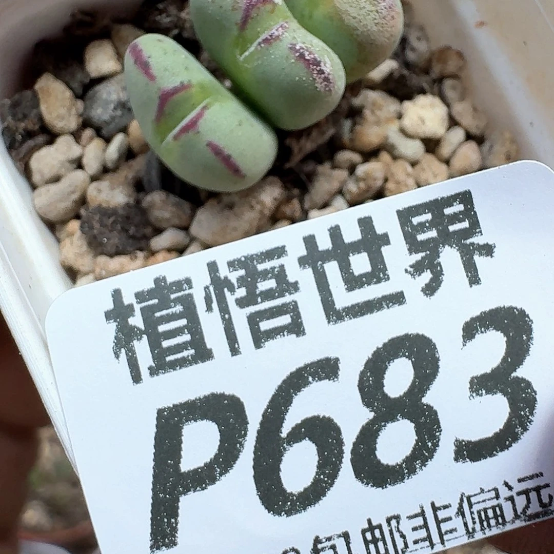 多肉植物的人啊付出